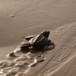 beach turtle-0.jpg